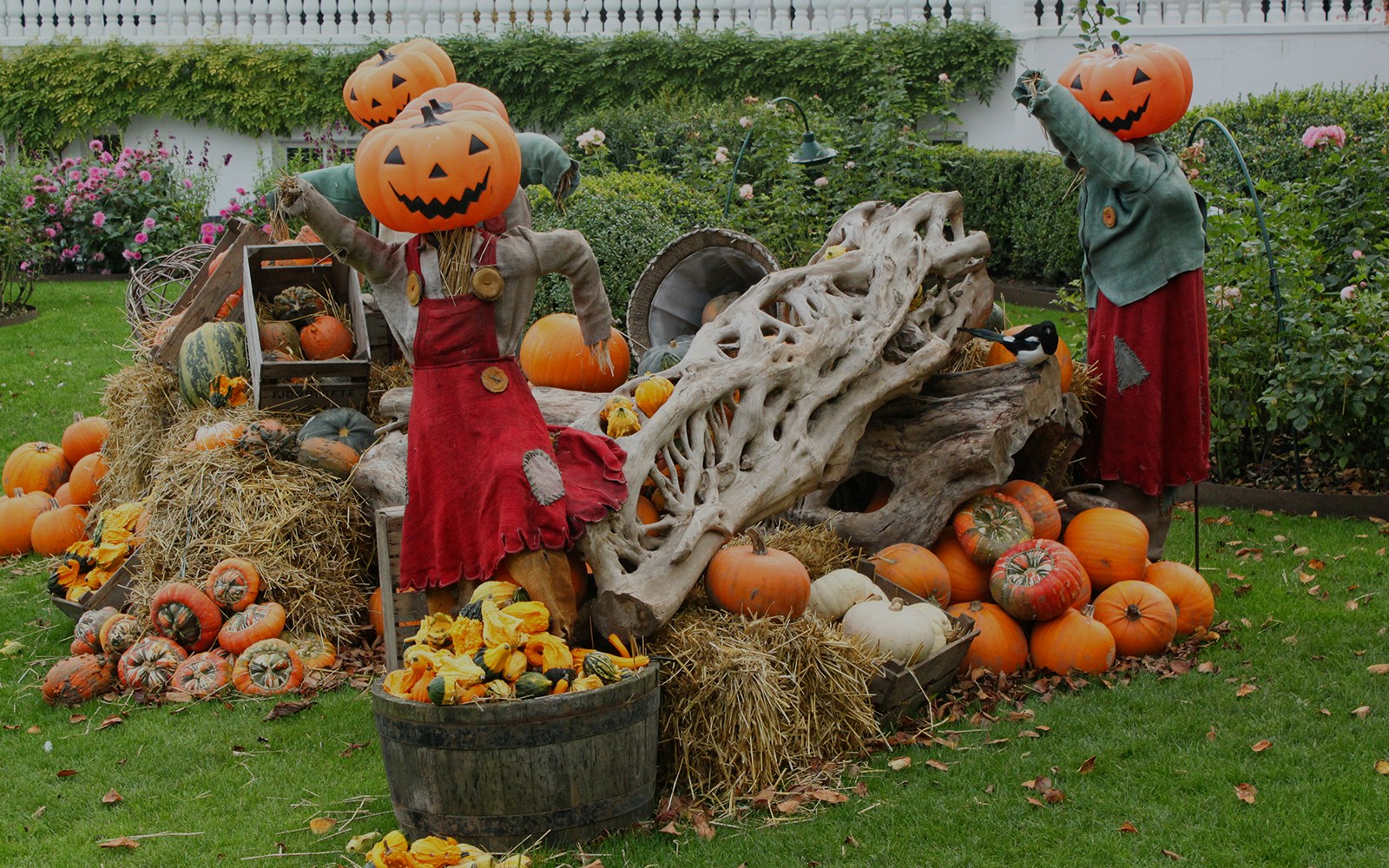 Pumpkin-headed scarecrows in a garden with hay bales and assorted pumpkins.