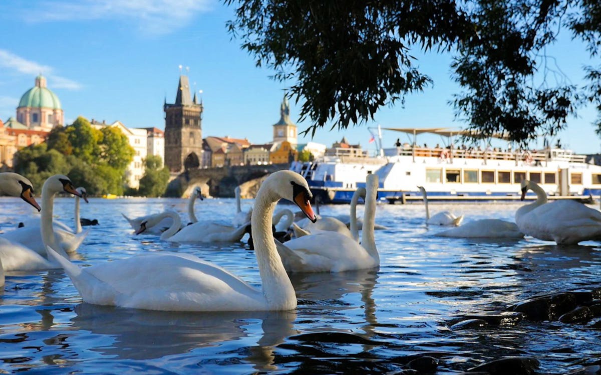 combo: wow show black light theater + sightseeing cruise in prague tickets-6 combo: wow show black light theater + sightseeing cruise in prague tickets-6