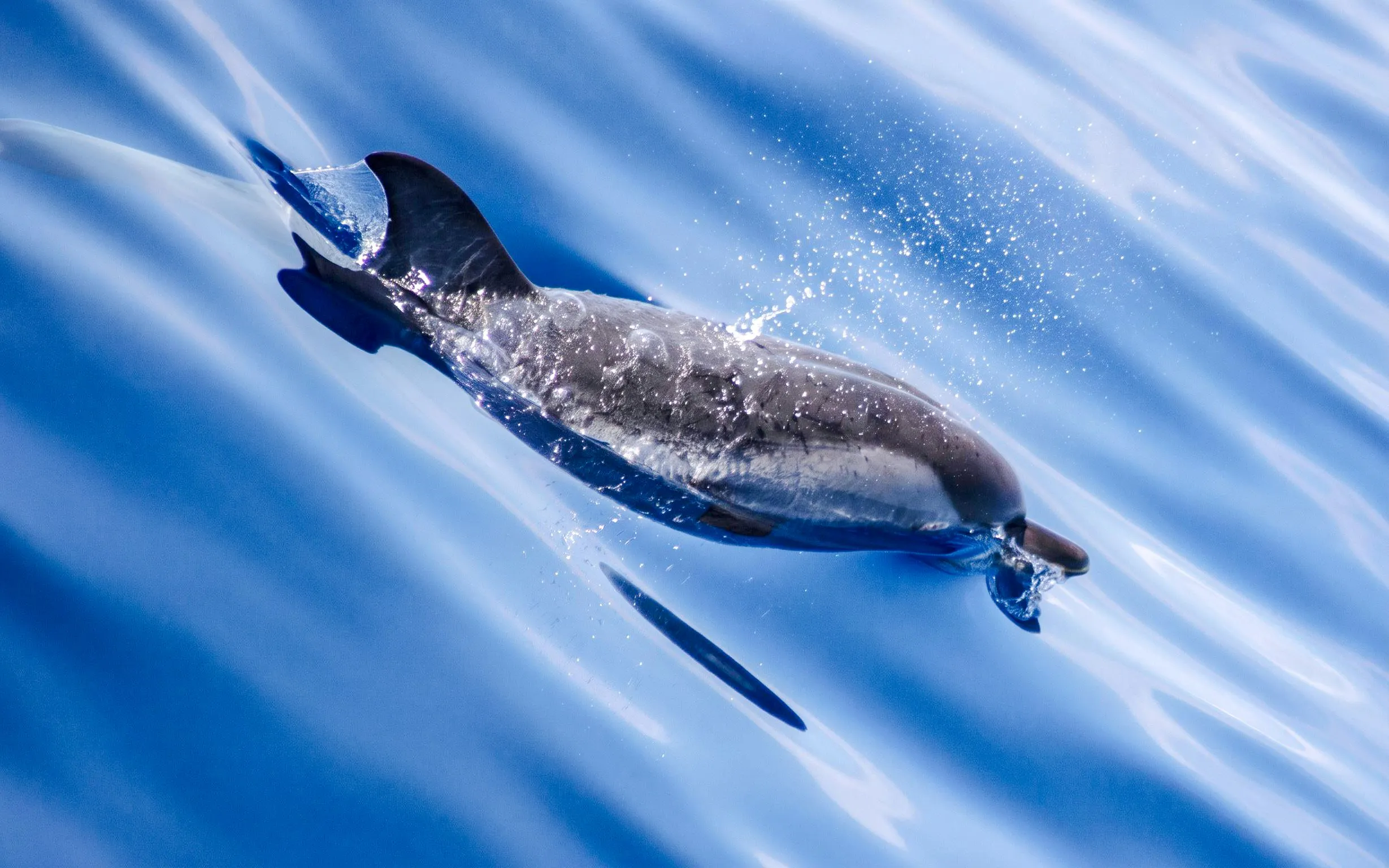 Dolphin swimming in clear blue ocean during observation boat tour.