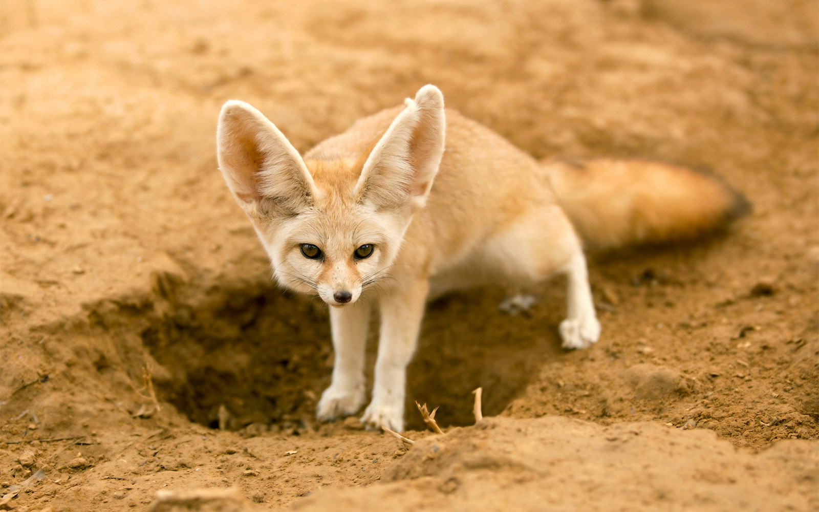 Fennec fox standing near a burrow at San Diego Zoo.