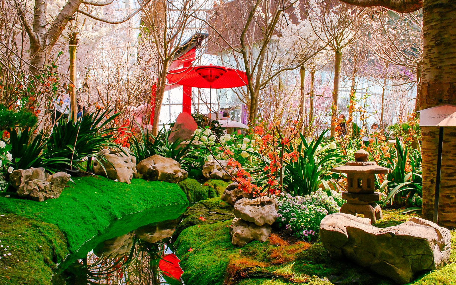 Gardens by the Bay Sakura event with cherry blossoms, red umbrella, and stone lantern.