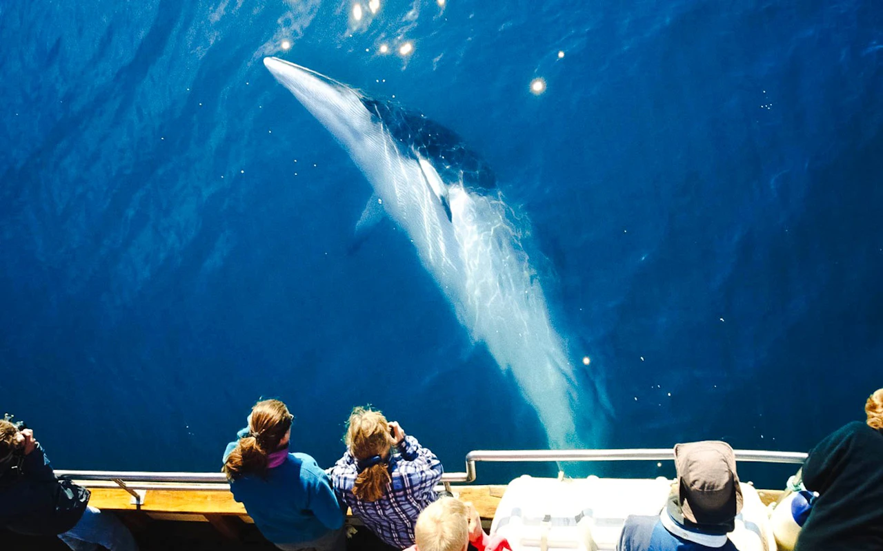 Husavik: Silent Whale Watching Tour on Carbon Neutral Oak Boat — 3