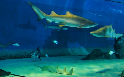 Sharks swimming in a tank at the Aquarium of Genoa, Italy.