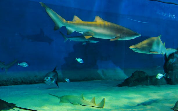 Sharks swimming in a tank at the Aquarium of Genoa, Italy.