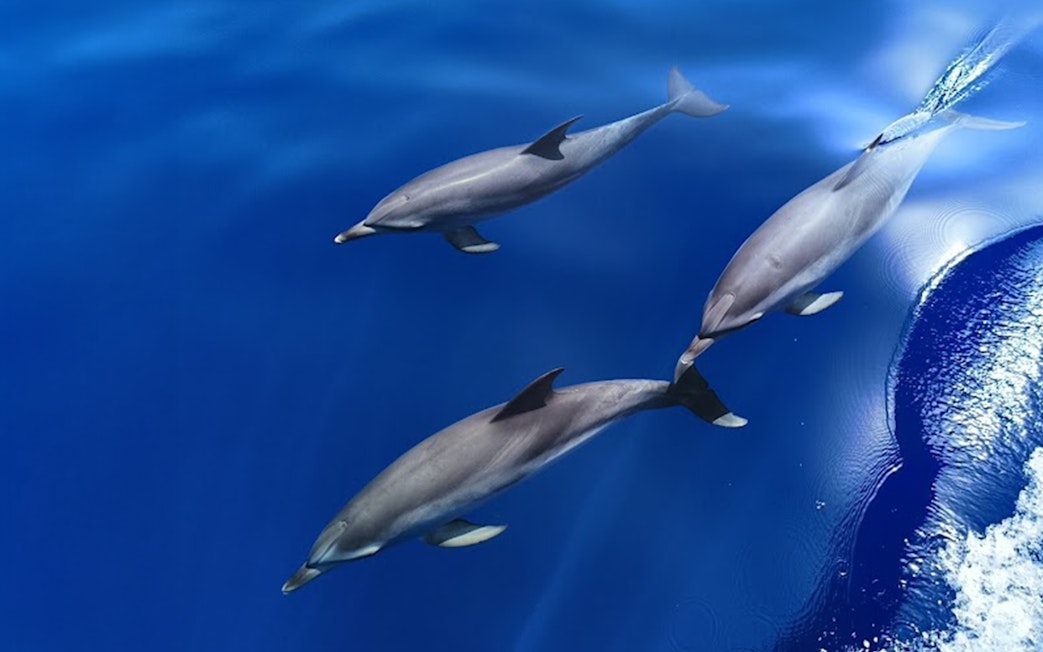 Dolphins swimming alongside a boat in Lanzarote.