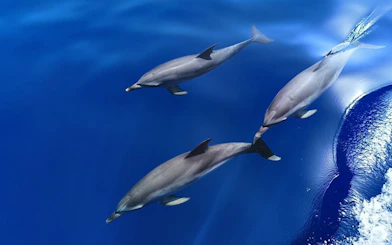 Dolphins swimming alongside a boat in Lanzarote.