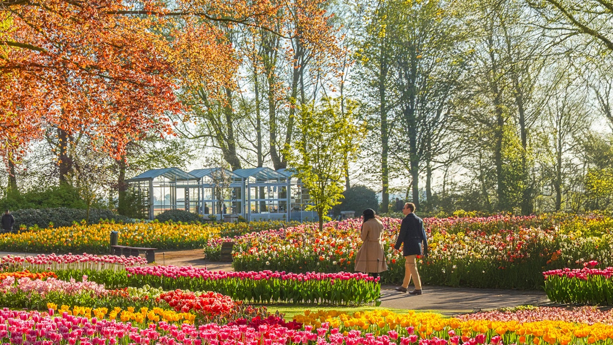 Couple walking through vibrant tulip fields at Keukenhof Gardens.