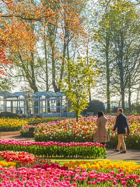 Couple walking through vibrant tulip fields at Keukenhof Gardens.