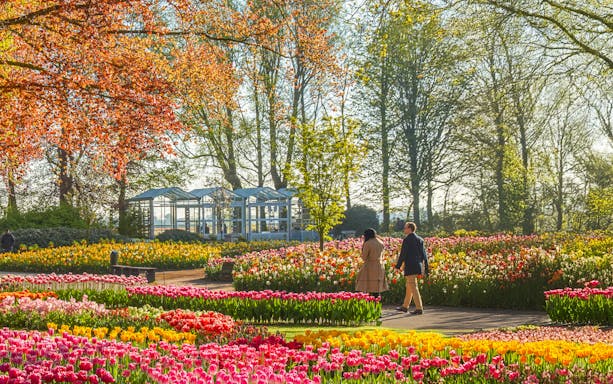 Couple walking through vibrant tulip fields at Keukenhof Gardens.