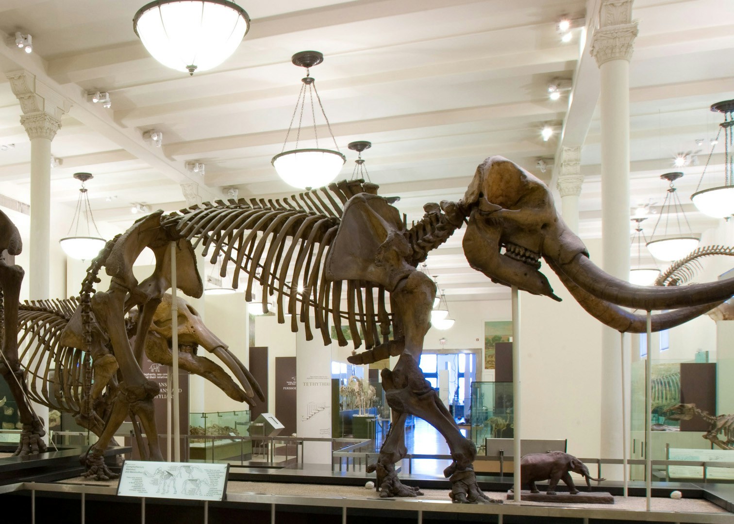 American Museum of Natural History