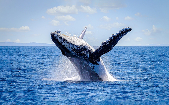 Whale breaching during Vivid Sydney Sunset Cruise.