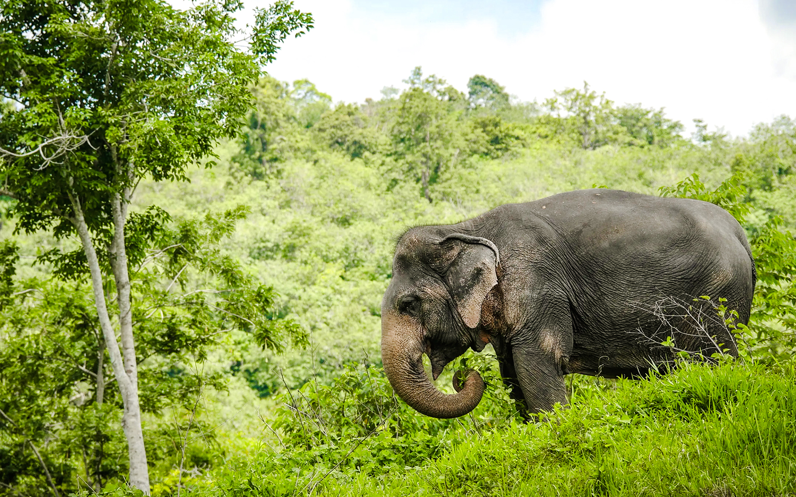 Elephant grazing at Phuket Elephant Sanctuary, Thailand.