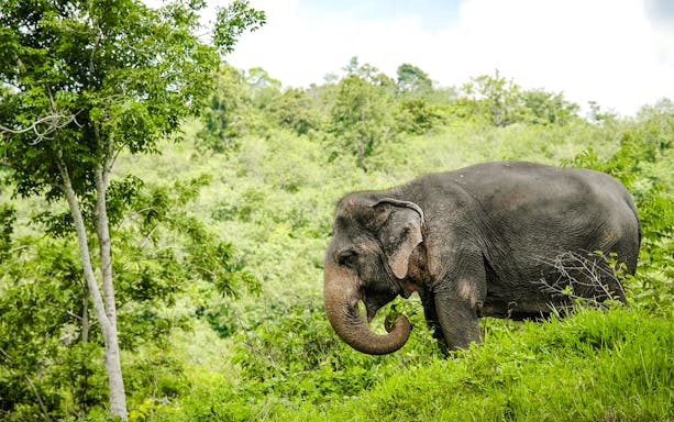Elephant grazing at Phuket Elephant Sanctuary, Thailand.