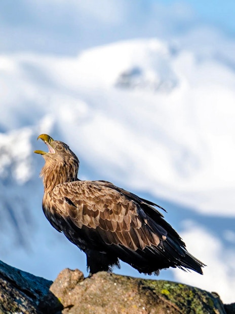 White-tailed eagle perched on rocks with snowy Lofoten mountains in the background.
