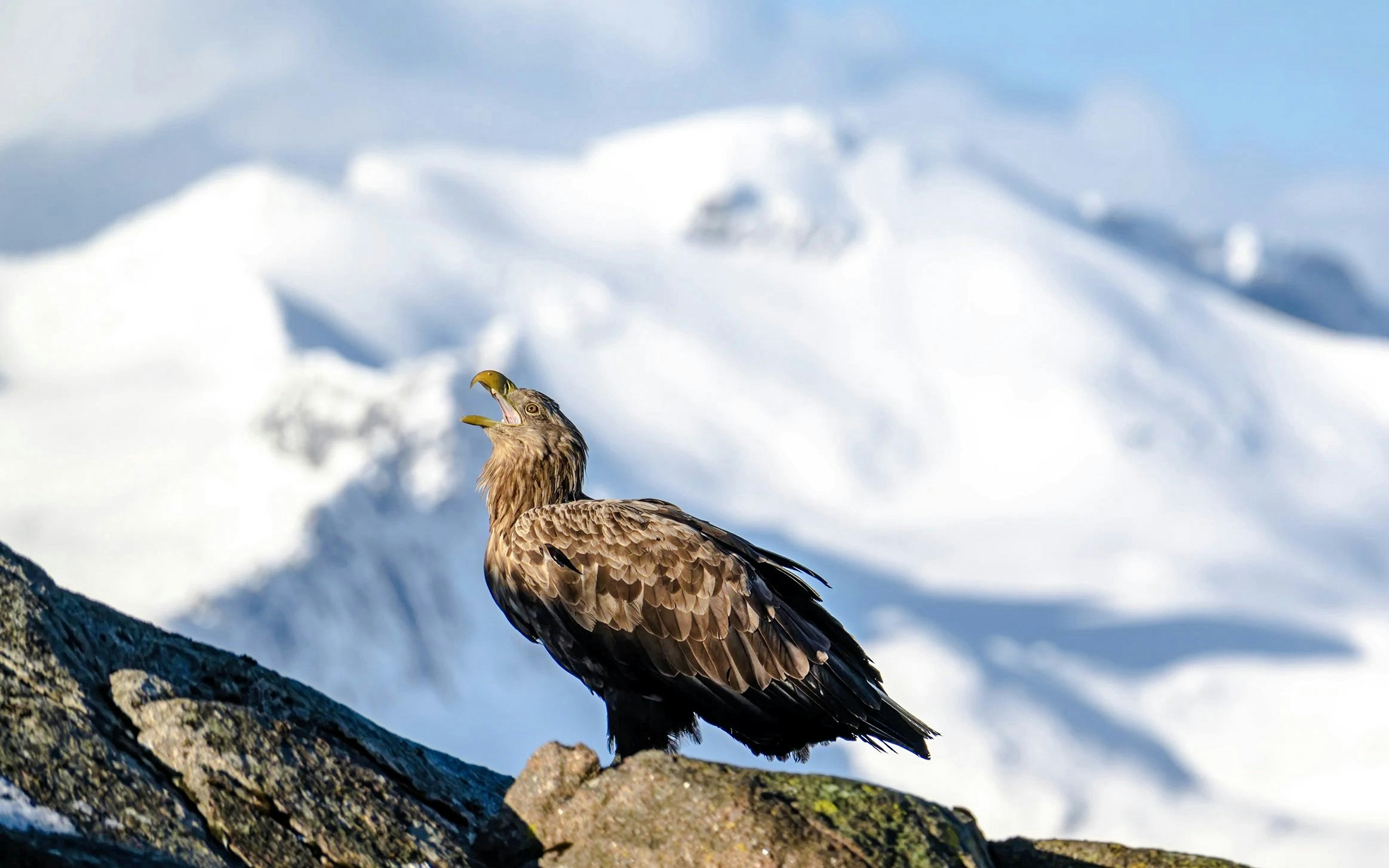 White-tailed eagle perched on rocks with snowy Lofoten mountains in the background.