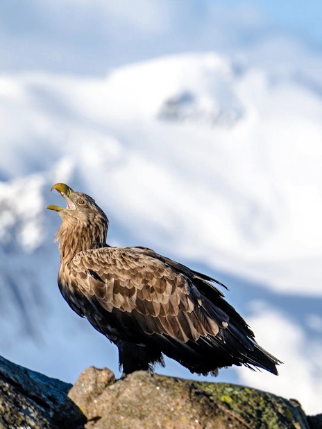 White-tailed eagle perched on rocks with snowy Lofoten mountains in the background.