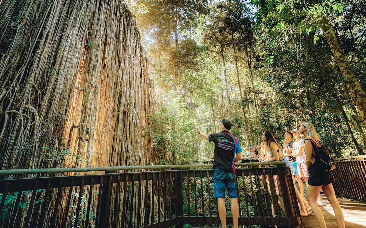 Tour group exploring lush rainforest in Queensland on Half-Day Waterfall Wanderers Tour.