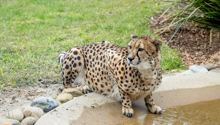 Cheetah resting by a water feature at Symbio Wildlife Park.