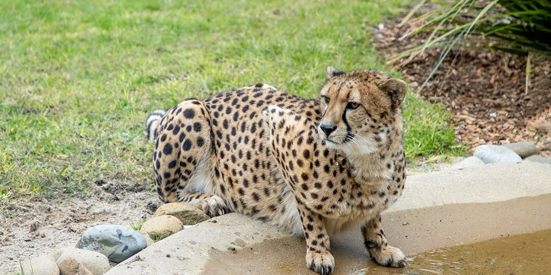 Symbio Wildlife Park
