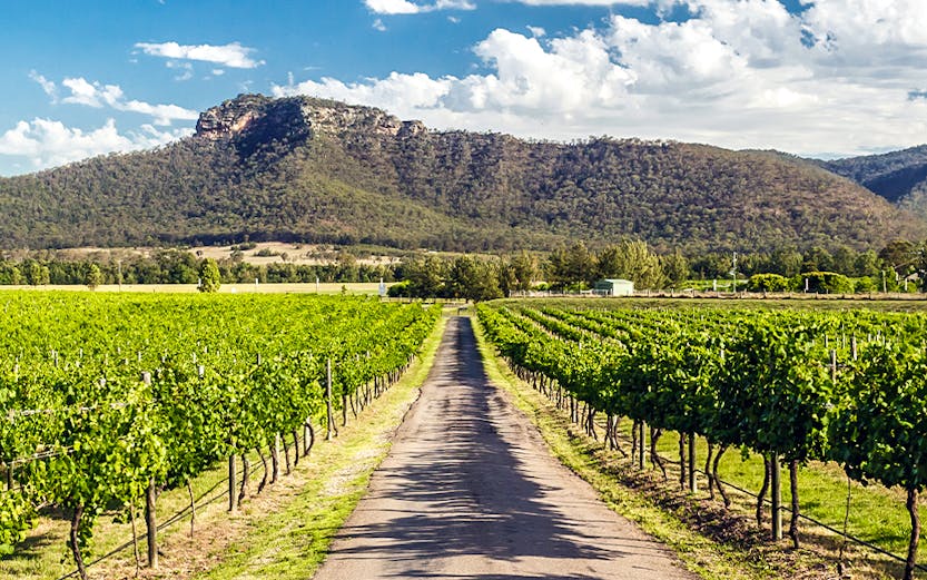 Vineyard path leading to mountains in Hunter Valley, Sydney.