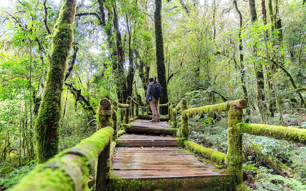 Person walking on moss-covered wooden path in Angka Nature Trail forest.
