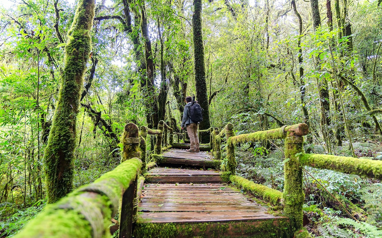 Person walking on moss-covered wooden path in Angka Nature Trail forest.