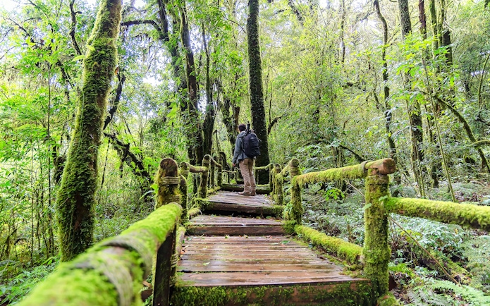 Person walking on moss-covered wooden path in Angka Nature Trail forest.