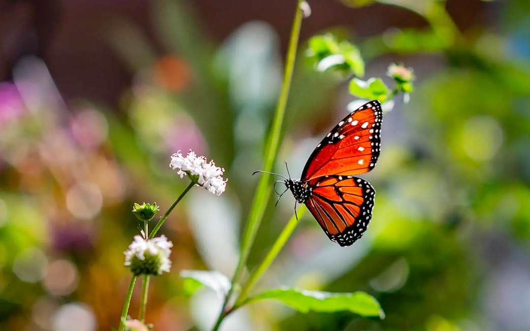 Butterfly on flower during Boggy Creek Airboat Tour.