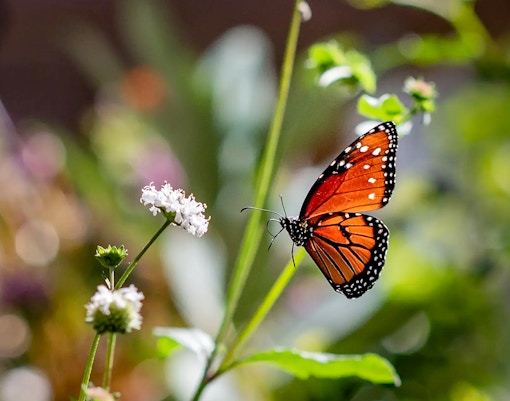 Butterfly on flower during Boggy Creek Airboat Tour.