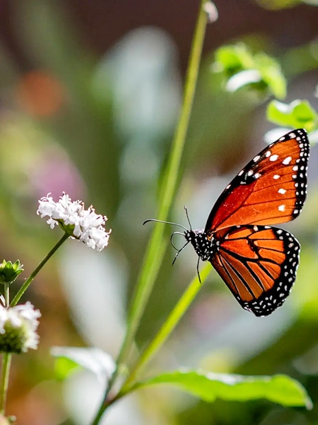 Butterfly on flower during Boggy Creek Airboat Tour.