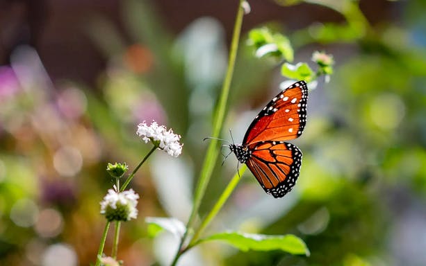 Butterfly on flower during Boggy Creek Airboat Tour.