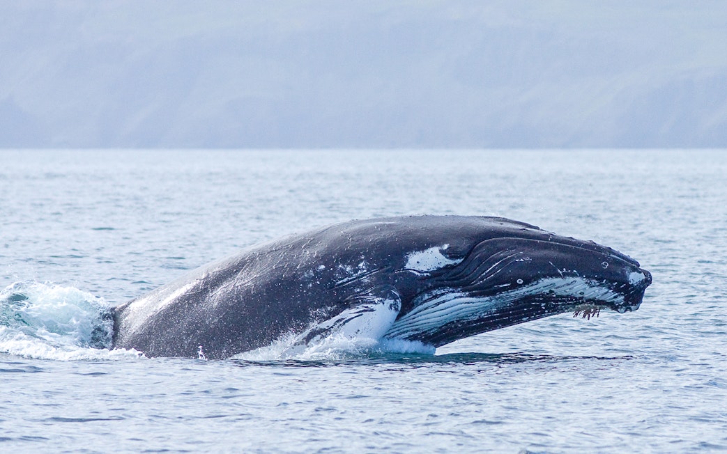 Whale breaching during a whale watching tour in Husavik, Iceland.
