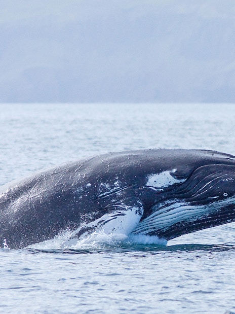 Whale breaching during a whale watching tour in Husavik, Iceland.