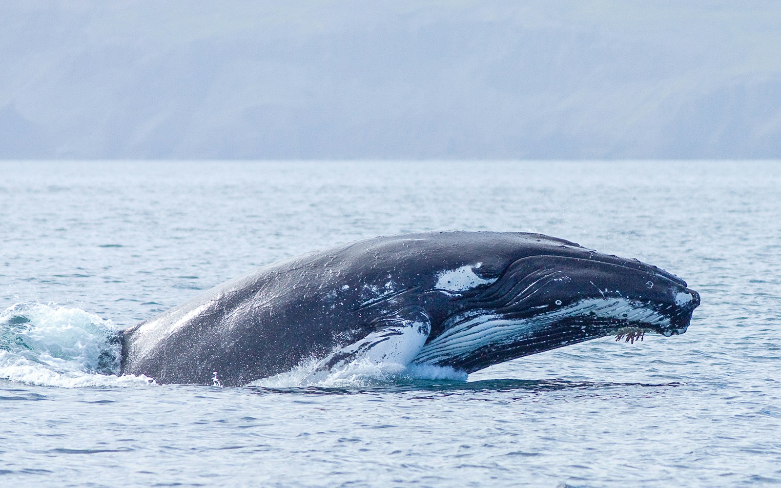 Whale breaching during a whale watching tour in Iceland.