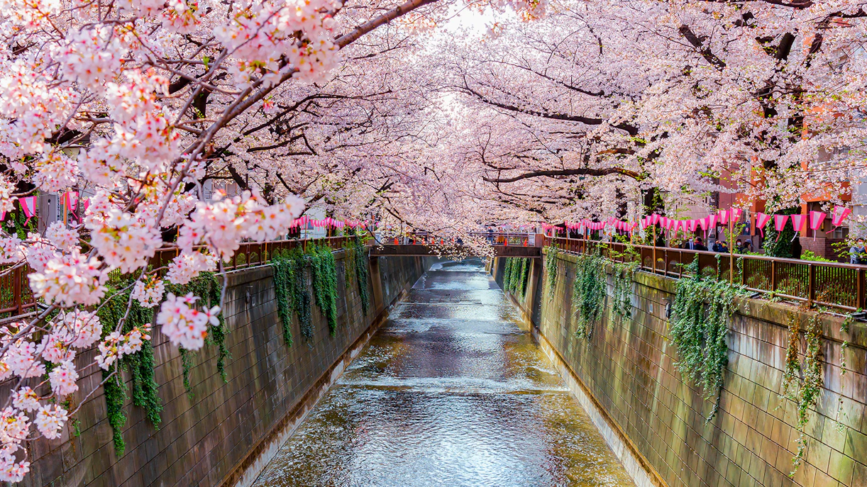 Cherry blossoms over Meguro River in Tokyo, Japan.
