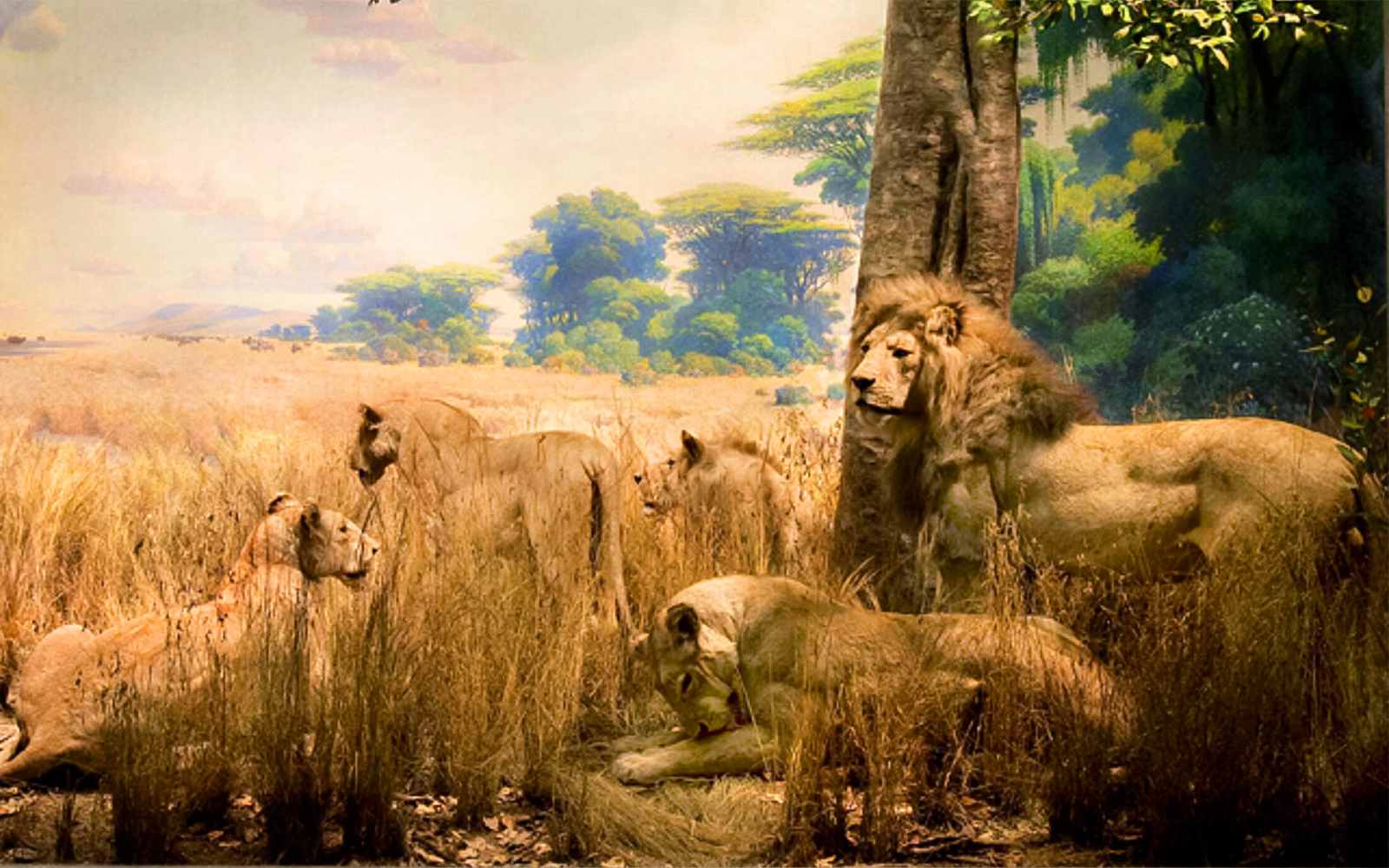 Pride of African lions exhibit at the American Museum of Natural History.