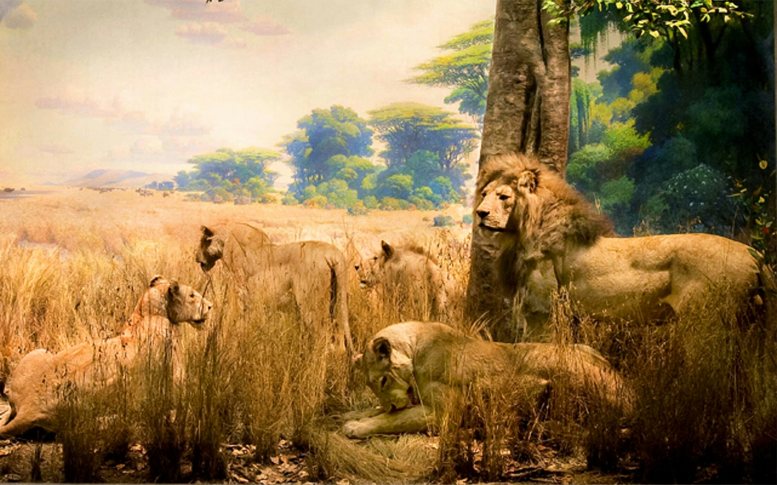 Pride of African lions exhibit at the American Museum of Natural History.