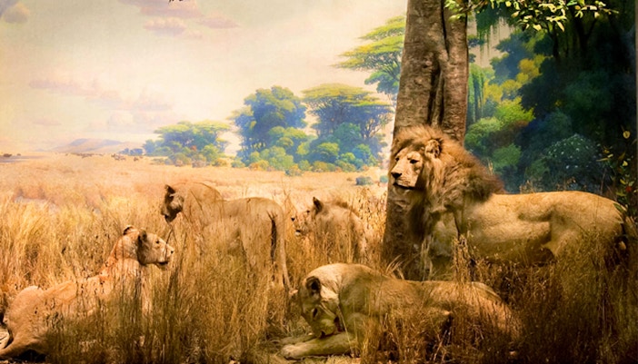 Pride of African lions exhibit at the American Museum of Natural History.