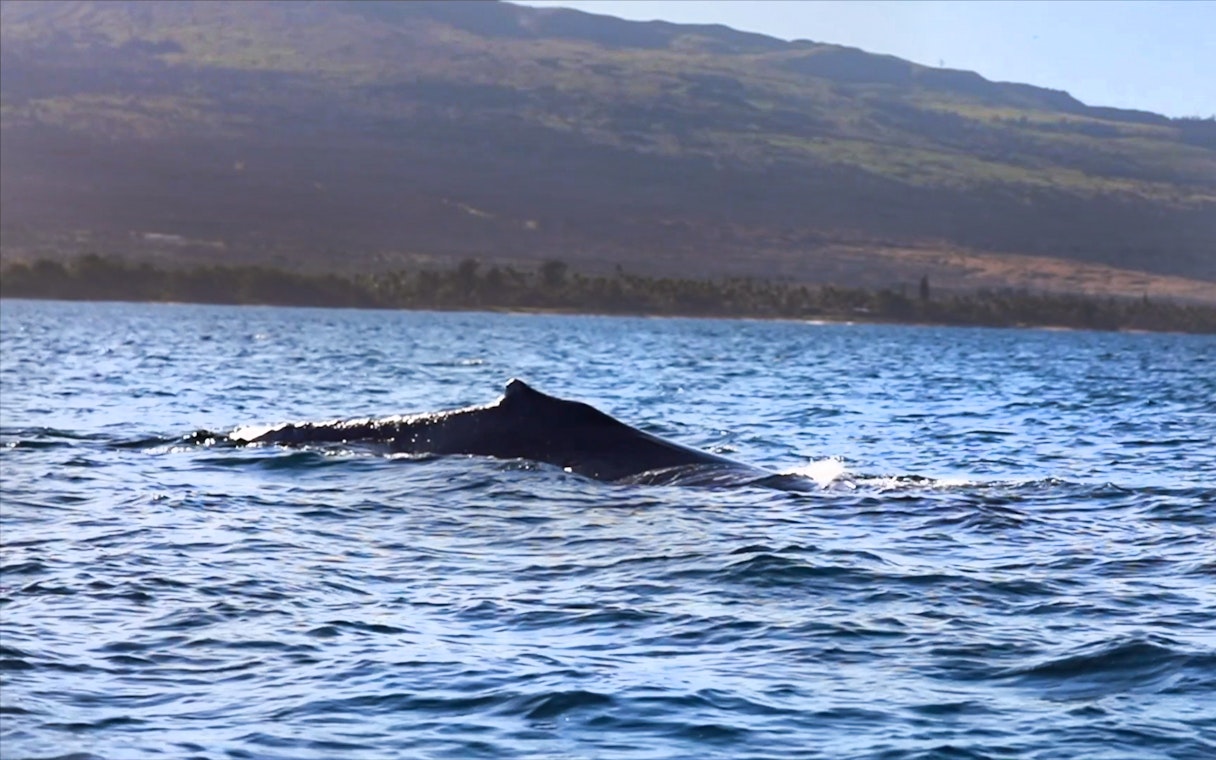 Whale surfacing in ocean near Maʻalaea Harbor, Oahu with distant hills.