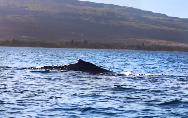 Whale surfacing in ocean near Maʻalaea Harbor, Oahu with distant hills.