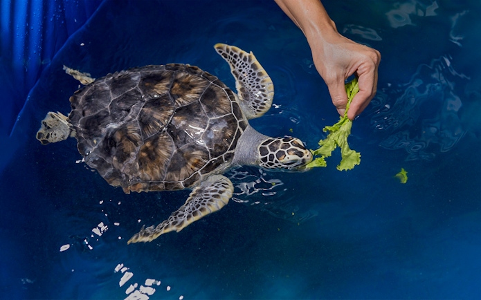 Turtle being fed lettuce in a pool at Cairns Hospital.