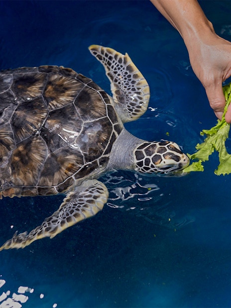 Turtle being fed lettuce in a pool at Cairns Hospital.