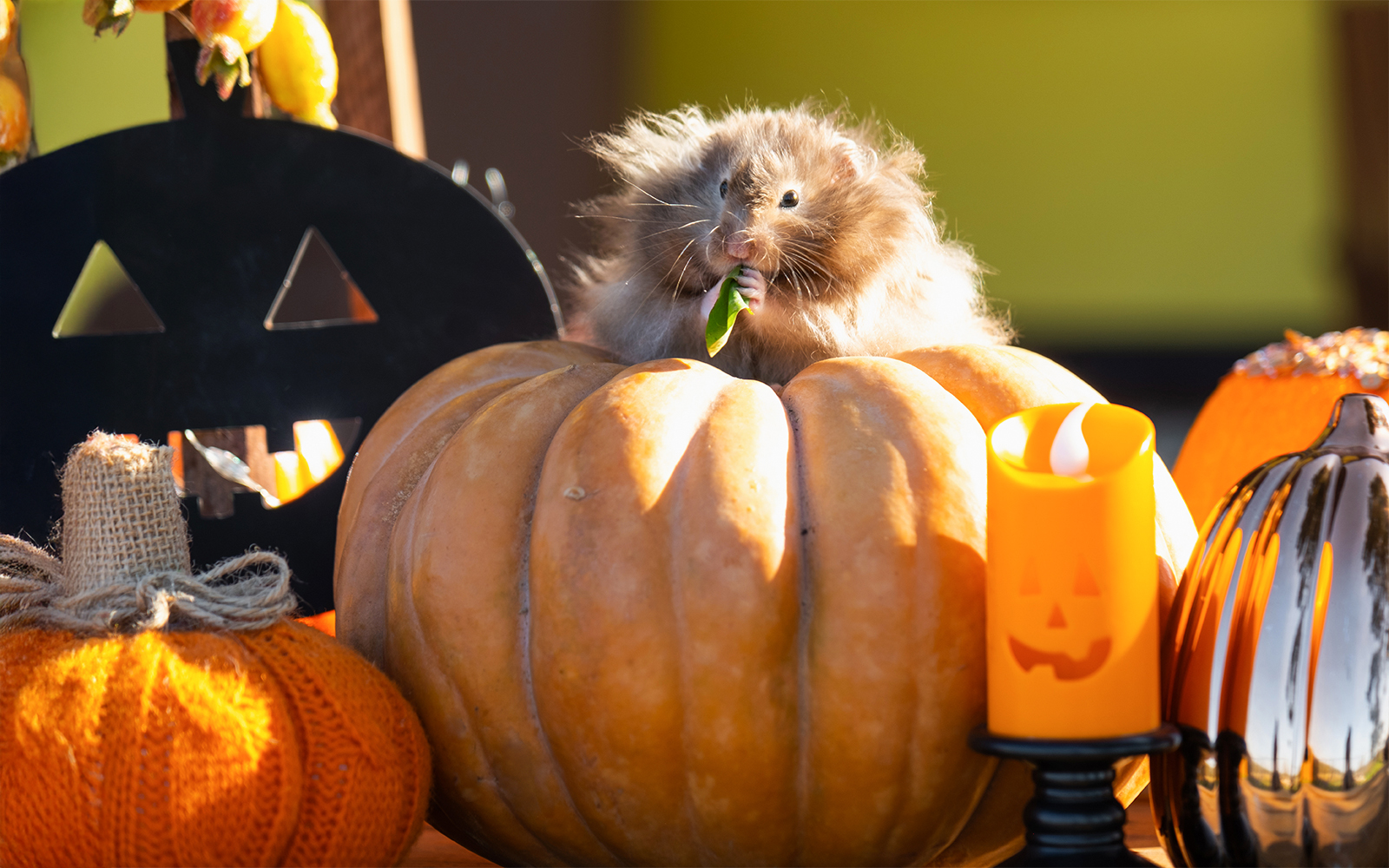 Fluffy hamster on pumpkin chewing leaf in Halloween setting.