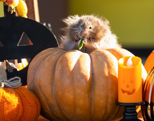 Fluffy hamster on pumpkin chewing leaf in Halloween setting.