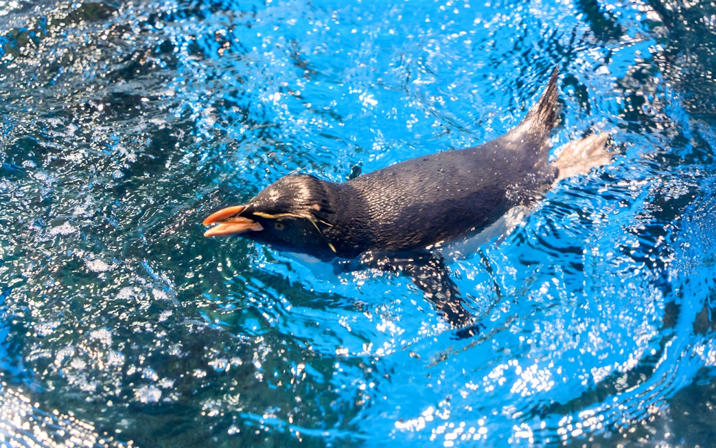 Rockhopper penguin swimming in open aquarium exhibit.