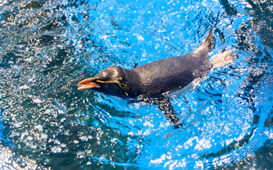 Rockhopper penguin swimming in open aquarium exhibit.