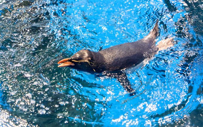 Rockhopper penguin swimming in open aquarium exhibit.