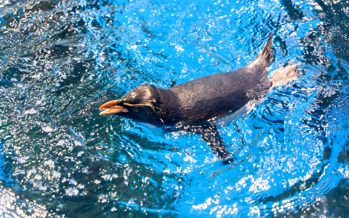 Rockhopper penguin swimming in open aquarium exhibit.