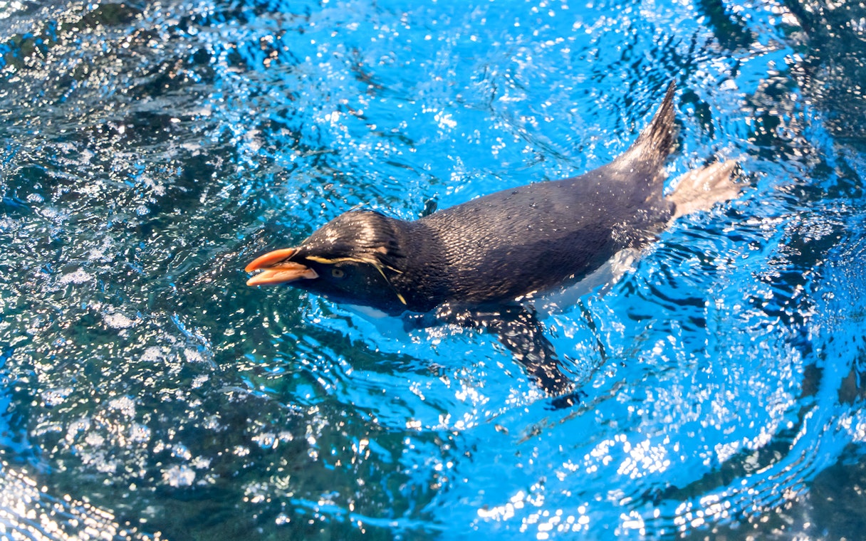 Rockhopper penguin swimming in open aquarium exhibit.