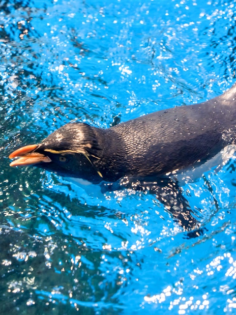 Rockhopper penguin swimming in open aquarium exhibit.